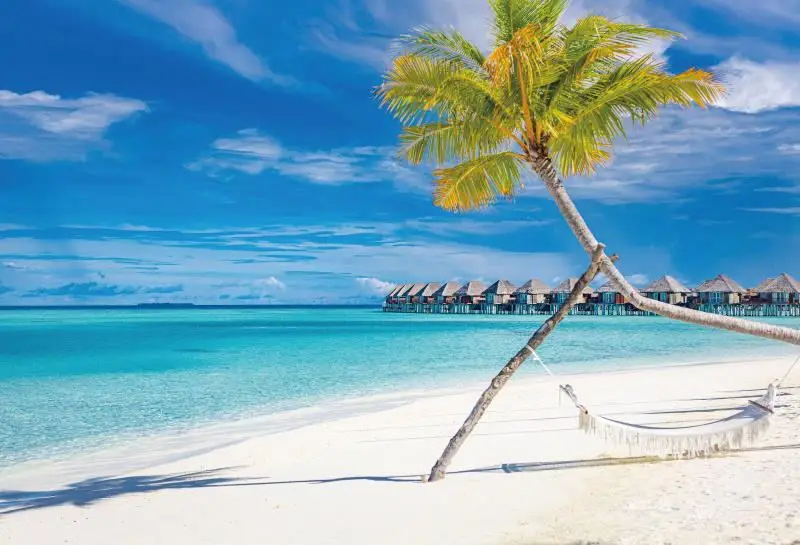 Laeacco Summer Blue Sky Seaside Beach Palms Tree Scenery Photography Backgrounds Custom Photographic Backdrops For Photo Studio image 5