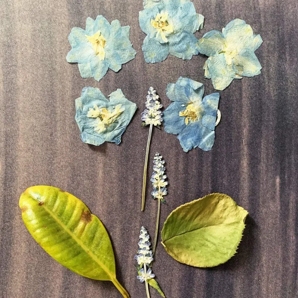 A4 Sun/Solar Activated Mixed Colors SunCreations Cyanotype Paper High Sensitivity Sunprint Nature Printing Paper 24pcs