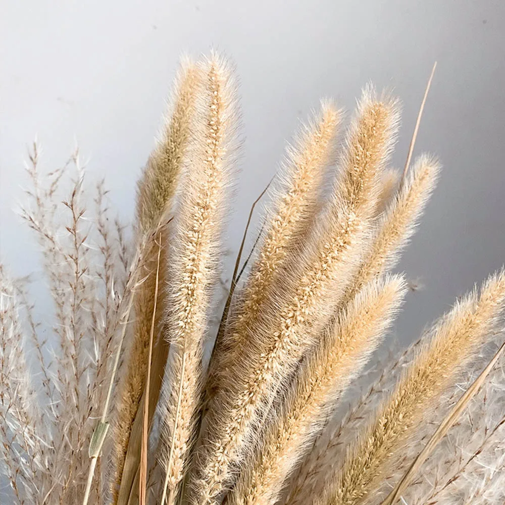 Natural Dried Flowers Bouquet Lagurus Ovatus Dog Rabbit Tail Grass Bunch Real Flower Pampas Grass for Home Wedding Decoration