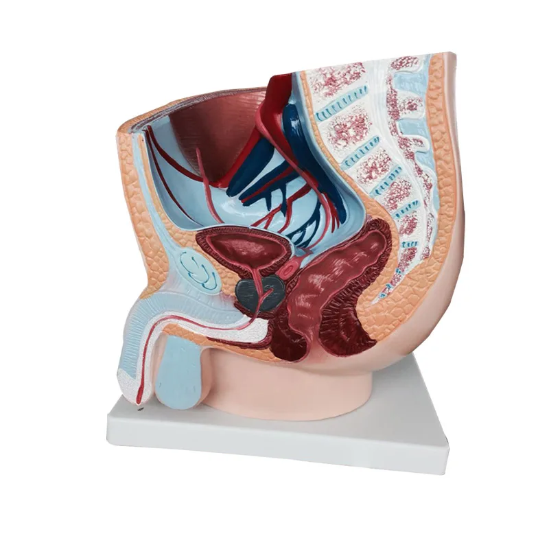 

Male Pelvis Sagittal Anatomy Model BIX-A1084