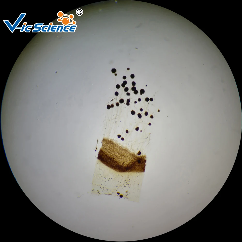 50 pieces Prepared Slides