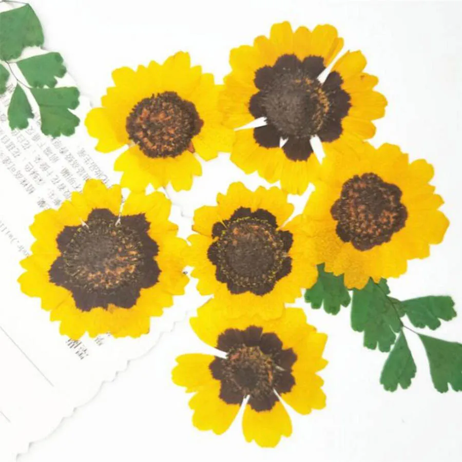 60pcs Dried Pressed Coreopsis Tinctoria Flower Plant Herbarium For Jewelry Postcard Invitation Card Phone Case Bookmark DIY