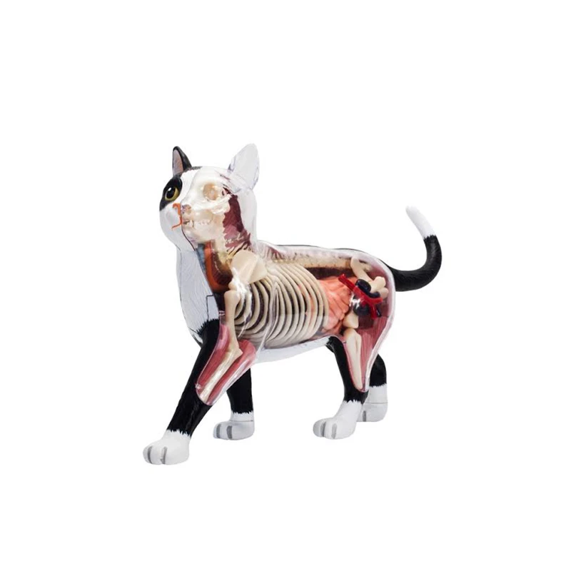 Black And White Cat 4d Master Puzzle Assembly Toy Animal Organ Anatomy Model Medical Teaching Equipment