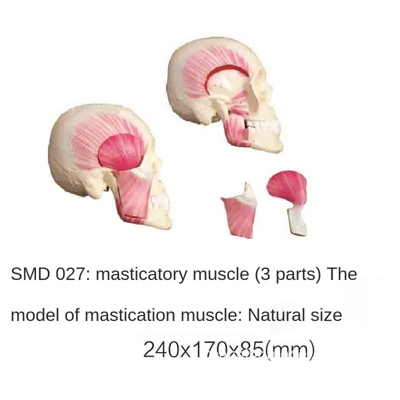 

SMD027 Chewing Muscle (3 parts)