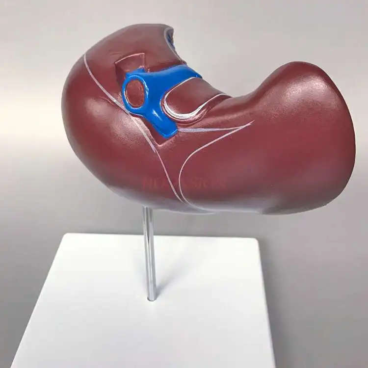 Hepatobiliary model Liver anatomy model Human liver blood vessels Hepatobiliary structure gallbladder bile duct display teaching