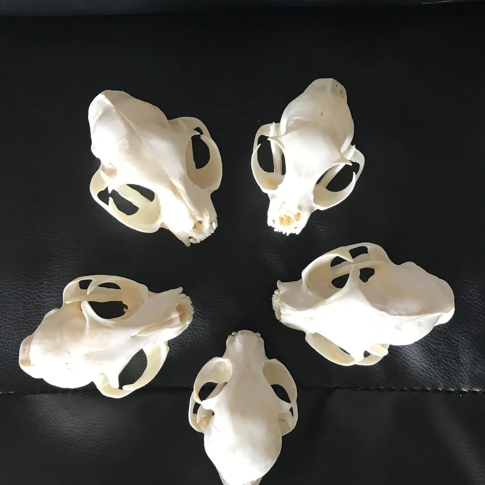 Real Animal Skull Specimen Collectibles, Desk Decoration, Study Landscaping Decor, Office Bar, 1-10Pcs