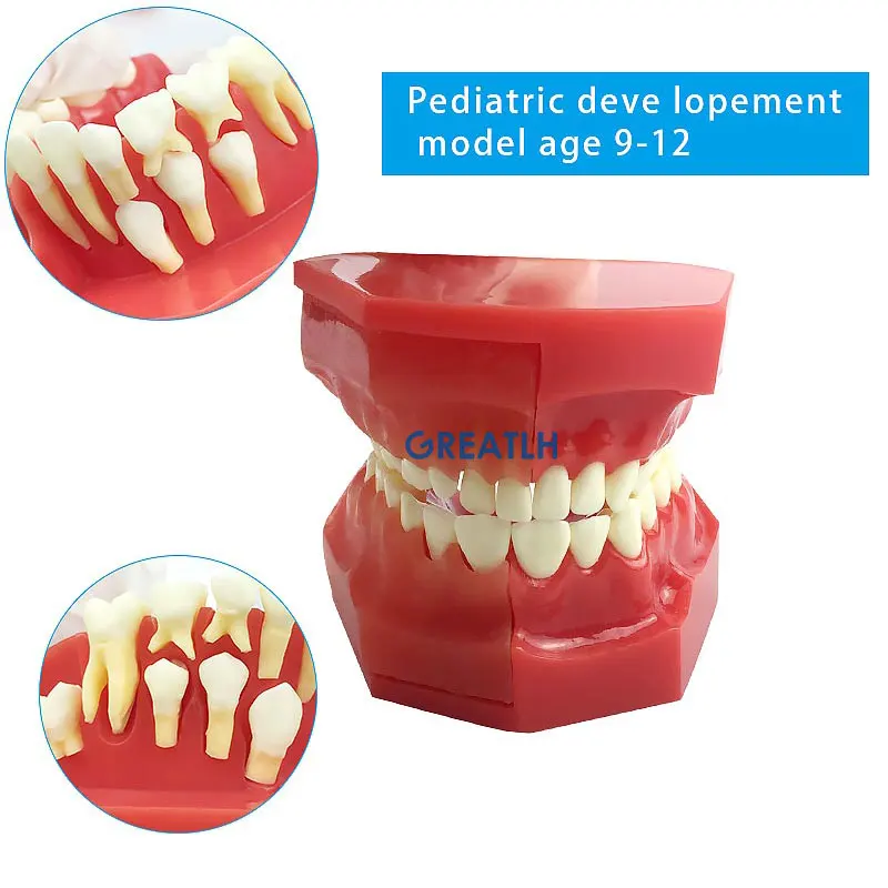 Dental Oral Model nauczania zębów podstawowych i stałych dla dzieci alternatywny Model zębów mlecznych wymiana zębów