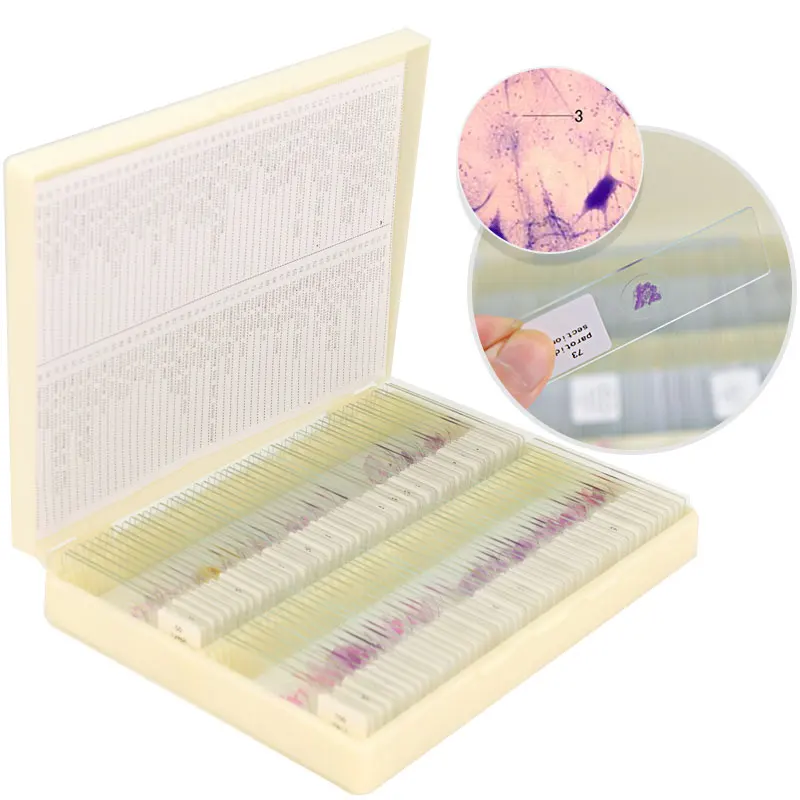 Imagem -04 - Microscópio Biológico Slides For School Lab Fatia de Vidro Preparada Seções de Tecido Humano Histologia Espécime Educacional 100 Pcs por Caixa