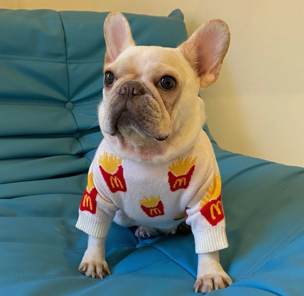 Soft Cotton Sweater for Pets, Small Dog Clothing, Cute French Fries Printed, High Quality Design Jacket for Cats and Animals