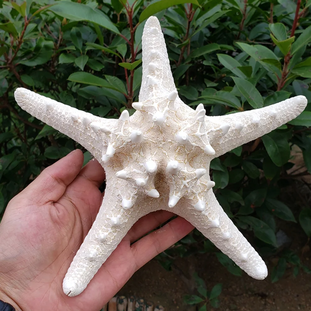 1pcs 18-20cm size natural white Conch sea starfish shell for home decoration or gift