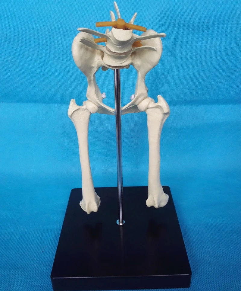 Modelo de articulación de cadera Lumbar para perros, modelo de anatomía Animal, aparatos veterinarios, médico, Pelvis de perro, modelo anatómico de cadera canina