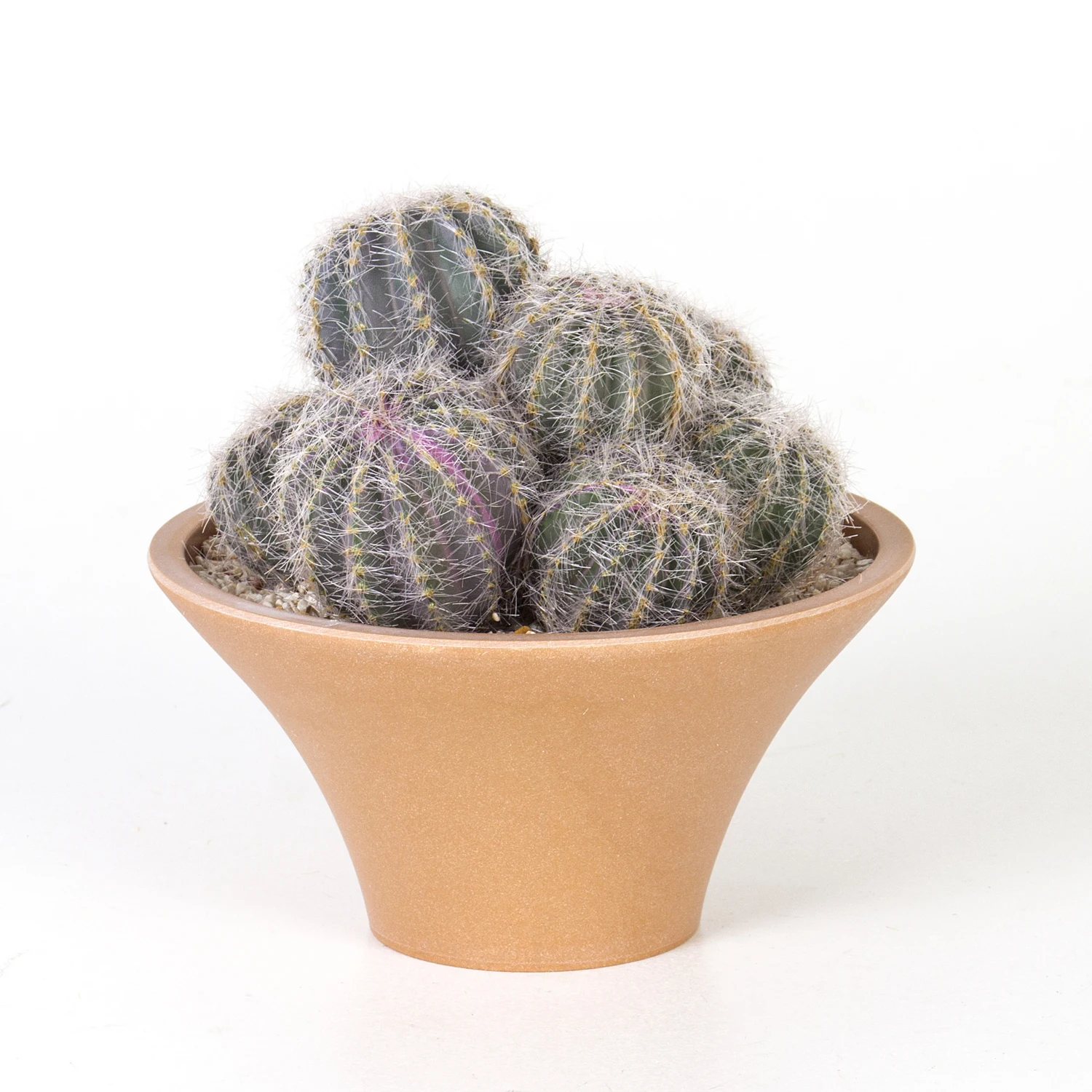 Euro Flora potted cactus 19,5 Cm