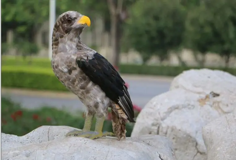 45cm Realistic Eagle Bird Model Foam & Feather Simulation Educational Gift Large Size Foam Eagle for Home Decoration