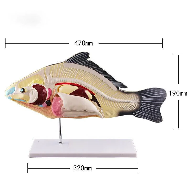 

Fish Anatomical Model Removable Internal Organs Biology Teaching Demonstration Aids Animal Model