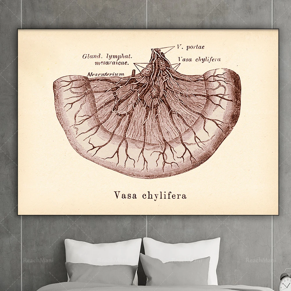 Intestinal anatomy diagram, vintage internal organs poster, medical art, lymphatic system, digestive system, doctor gift, gastro