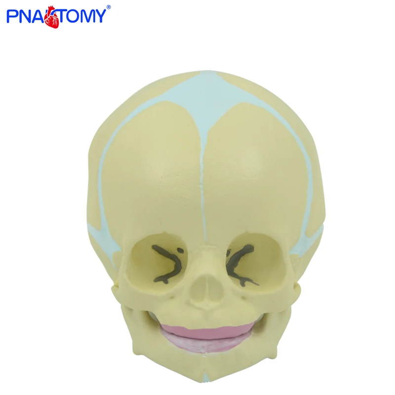 1:1 Human Fetal Baby Infant Medical Skull Anatomical Skeleton Model Medical Science Teaching Supplies Educational Equipment