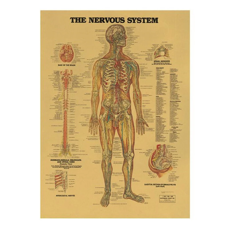 Vintage The Nervous System Medical Poster Room Decoration Stickers Wall Decor Kraft Paper Home Decor Wall Sticker Posters