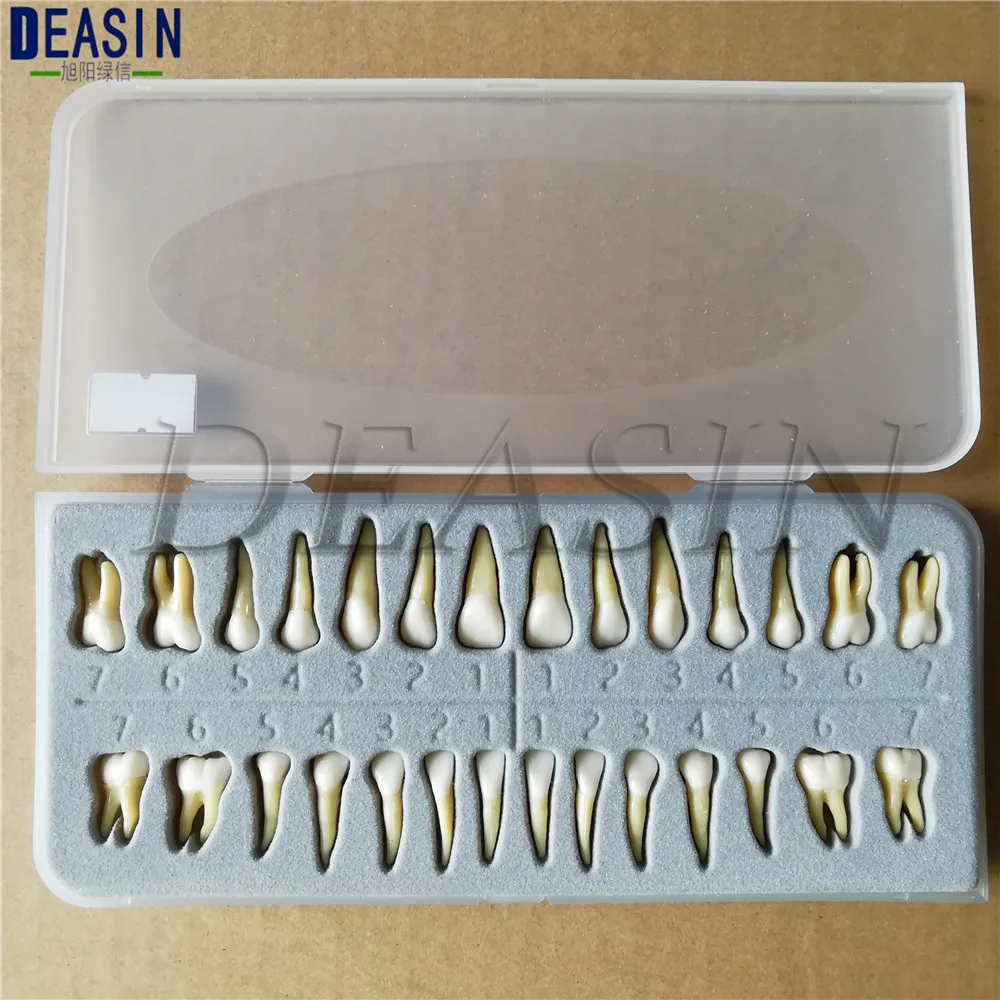 High Quality Dental Oral 28 PCS Adult Permanent Teeth Models Full Mouth Communication Model Odontologia