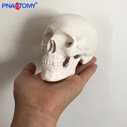 Mini skull model human anatomical head medical model cheap skull anatomy model convenient PVC teaching tool painting sculpt used