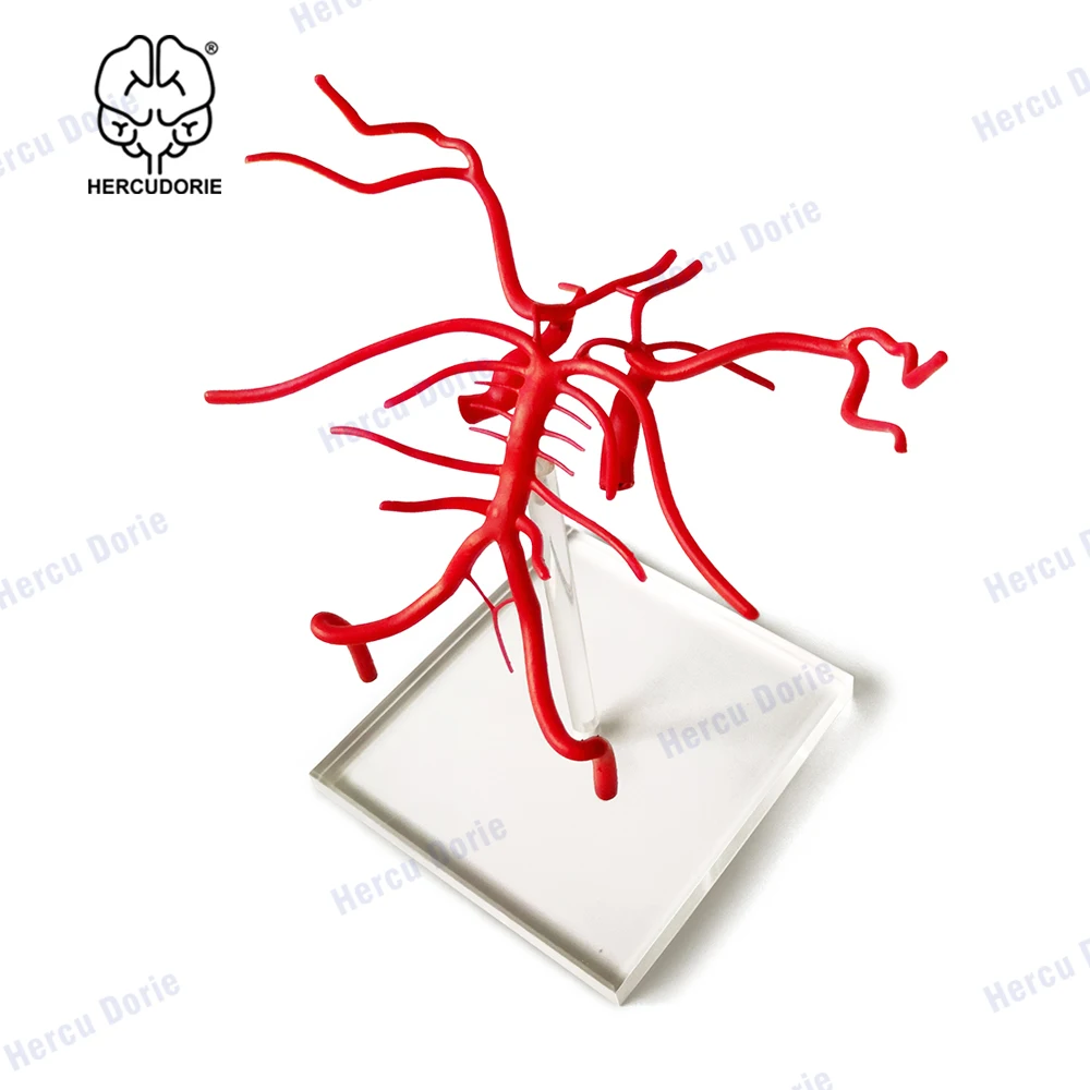 Human Brain Basilar Artery Anatomy Model Willis arterial ring Cerebral artery model