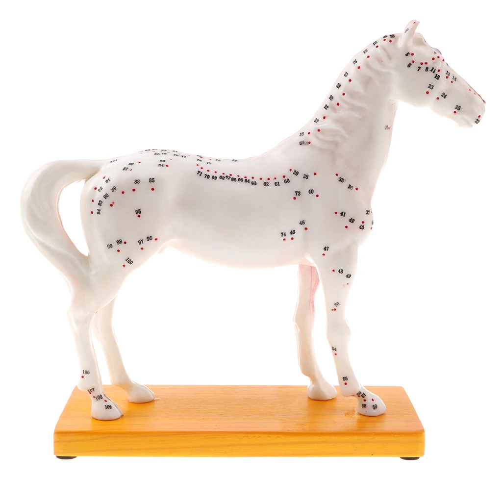 

114 Acupuncture Points Horse Anatomical Model for School Teaching Tool Supplies Collectibles Veterinarians Educational Toy