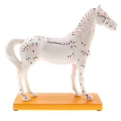 114 Acupuncture Points Horse Anatomical Model for School Teaching Tool Supplies Collectibles Veterinarians Educational Toy