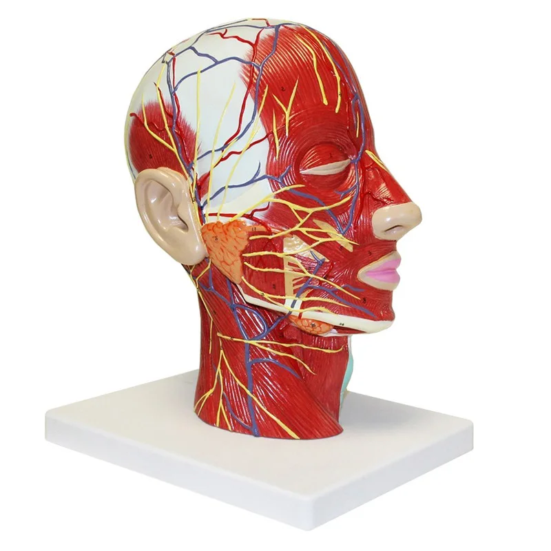 

Human Head & Neck Neural Tissue Anatomical Model Medical Science Teaching Resources Dropshipping