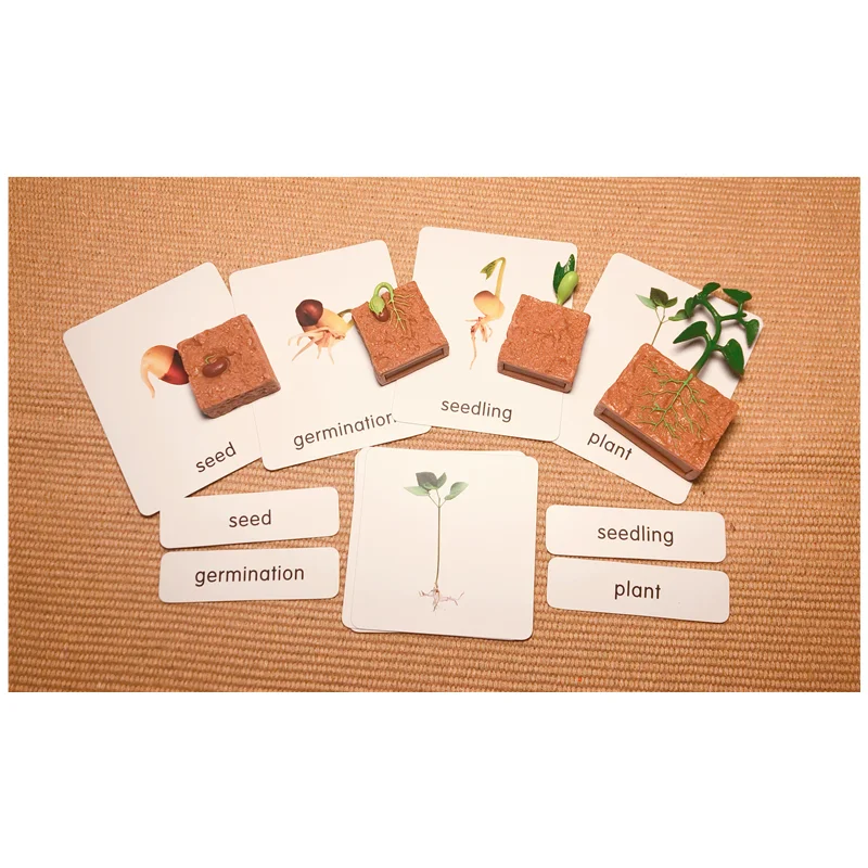 Montessori Life Cycle of a Green Bean Plant Figures/ Cognitive Cards/ Tray/ Board Seeds Growth Learning Biology Teach Materials