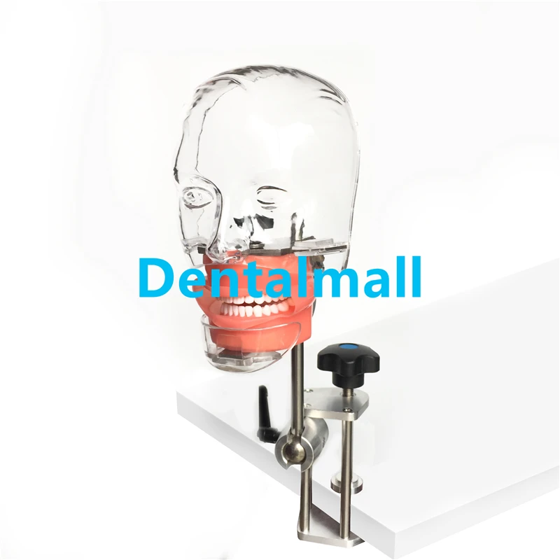 Dental simulator Nissin manikin phantom head model with bench mount for dentist student teaching tool