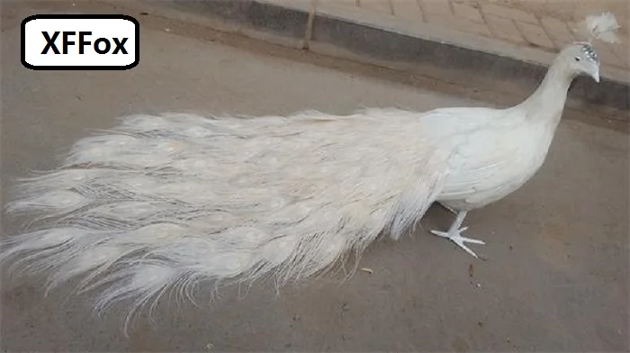 a pair of cute real life peacocks model foam&feather beautiful white peacocks bird gift about 80cm XD0071