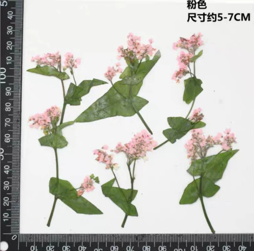 60pcs Pressed Dried Buckwheat Flower With Leaf Stem Plants Herbarium For Epoxy Resin Jewelry Making Postcard Frame Phone Case