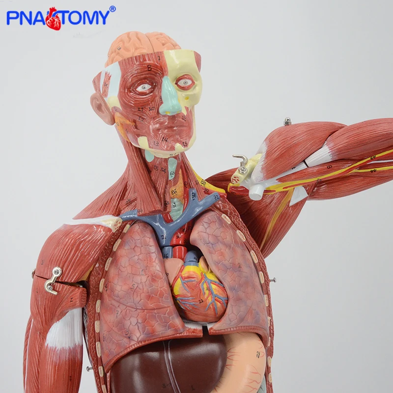 Figura muscular anatomia modelo 27 peças 78cm altura músculos humanos e ligamentos vasos sanguíneos e nervos anatômicos ferramenta de ensino