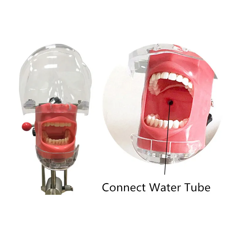Modello di testa simulatore dentale manichino fantasma chirurgico dentale denti fantasma modello per studiare dentista pratica insegnamento