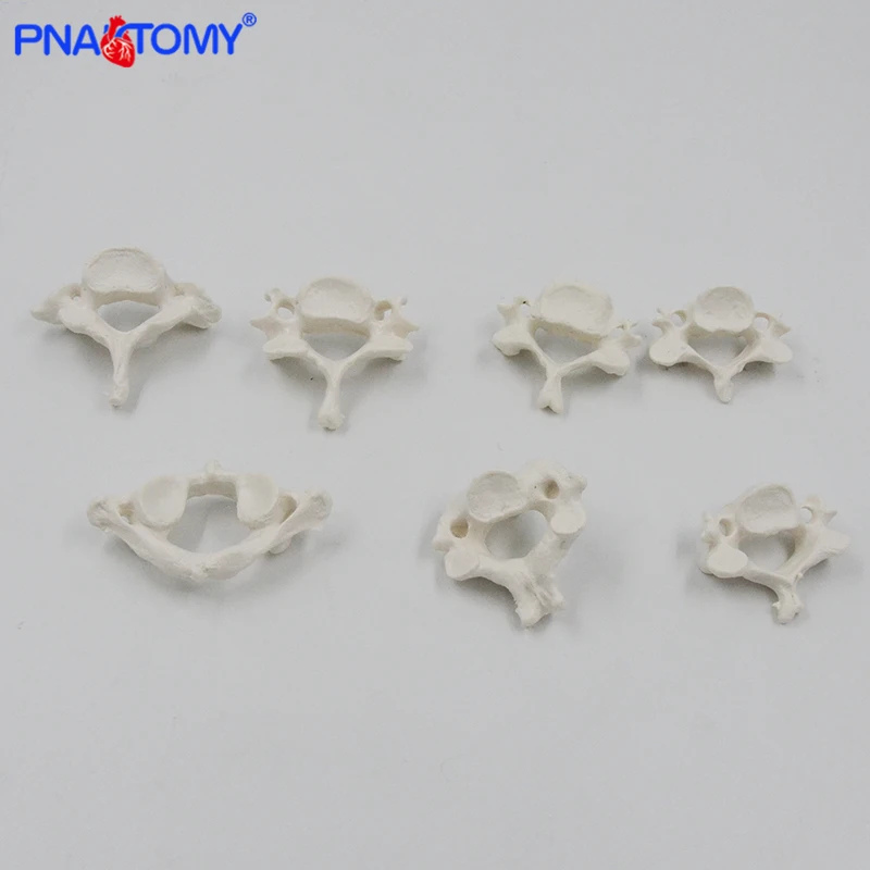 Life Size Human Cervical Vertebrae and Lumbar Vertebra Model Spine Neck Vertebra Lumbalis Skeleton Anatomy Anatomical Model