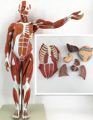 80CM Human Body Muscle with Internal Organ Model Muscle and nternal Organ Anatomy Model  Muscle Distribution Medical Teaching