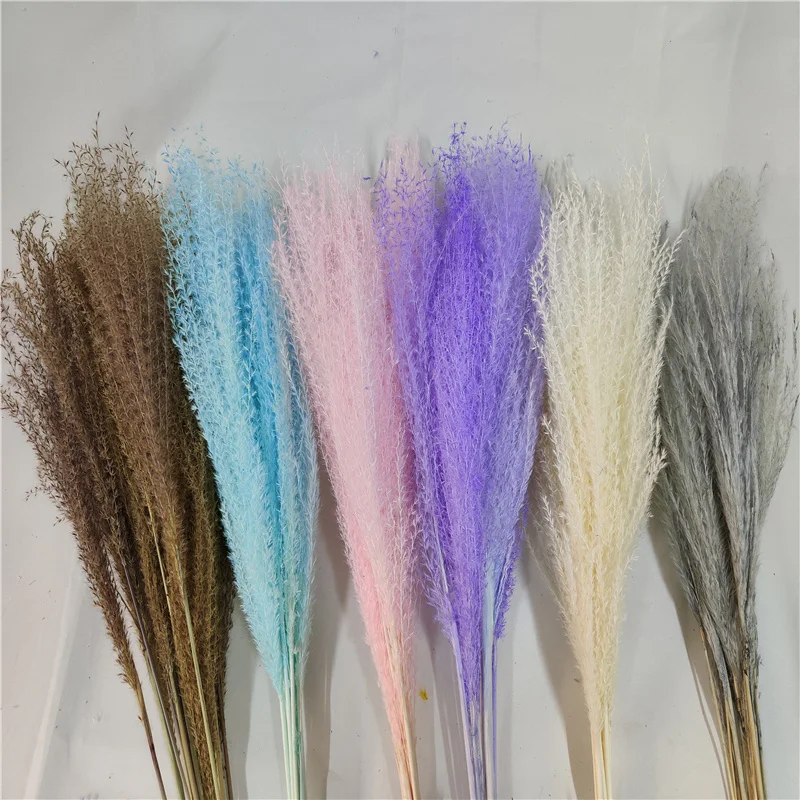 

Dried Flower Natural Pampas Grass Reed Plants Home Decor Wedding Flower Bouquet Natural Phragmites Bunch Materials Feather Grass