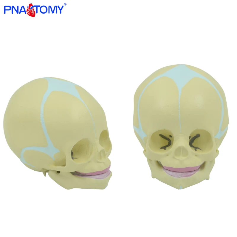 1:1 Human Fetal Baby Infant Medical Skull Anatomical Skeleton Model Medical Science Teaching Supplies Educational Equipment