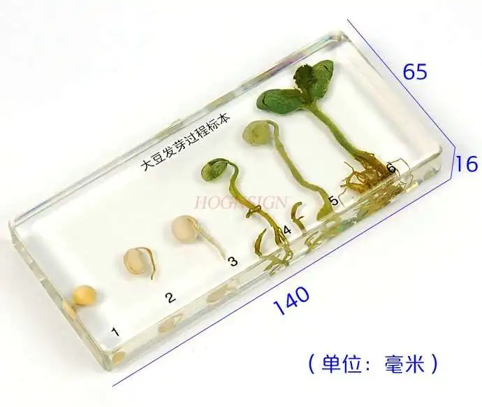 Primary and secondary school textbooks Cognitive biology teaching Embedded soybean development and growth process