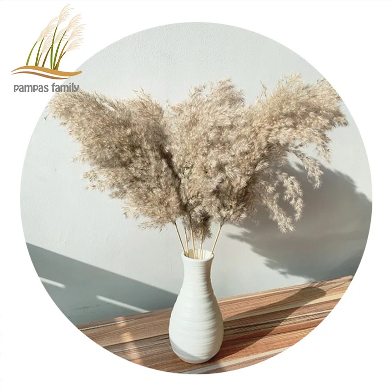 

Pampas Grass Decor Dried Flowers Large Size Natural Reed Tall 19-22‘’ Wedding Flowers Bunch For Home Party Christmas Decor