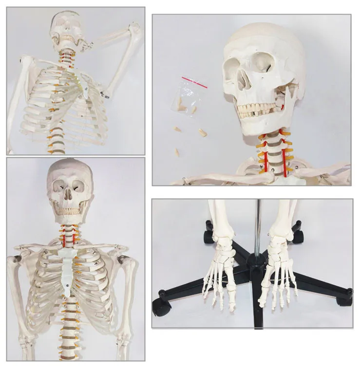 

Life Szie 180cm Medical PVC Human Plastic Skeleton Model