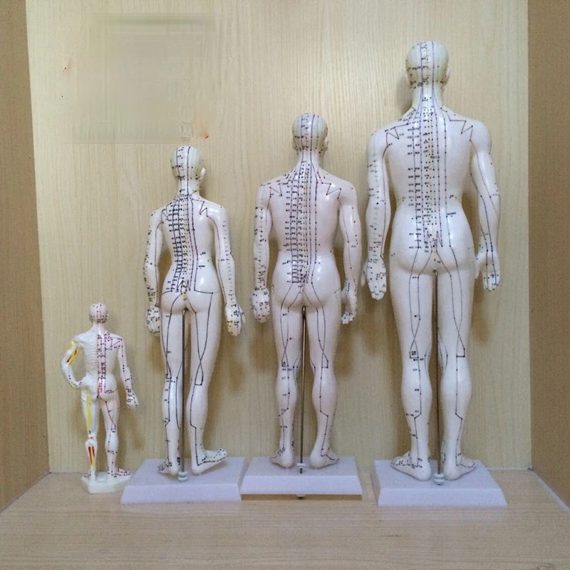 50cm English Words Human Acupuncture Meridian Points Model Male or Female Acupoint Model User Manual Included