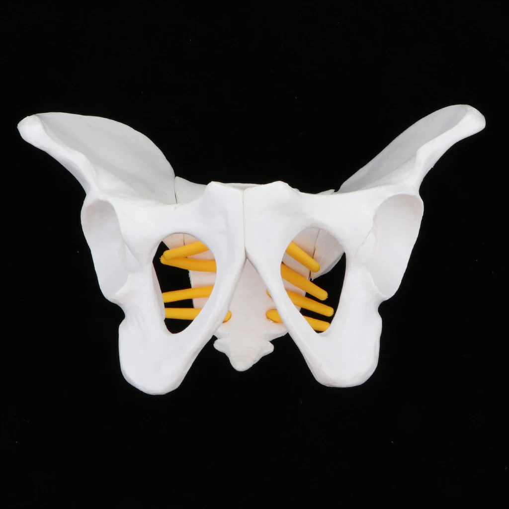 Anatomy Teaching Model - Small Size Female Pelvis Skeleton Model, School Teaching Aid School Teaching Display Lab Supplies