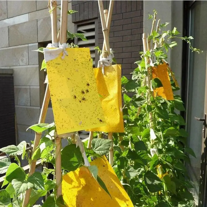 Pièges collants jaunes pour le bain, insectes volants de mouches des fruits, planche collante, utilisation intérieure ou extérieure, insecte à face