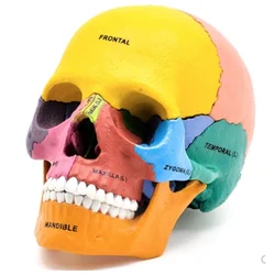 Modelo de calavera de colores explotados humanos, 17 Partes, modelo de anatomía, desmontable, juguete de bricolaje, equipo educativo con Manual 4D MASTER