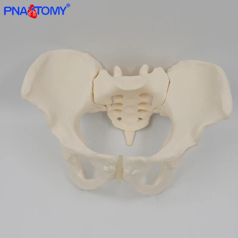 Modelo de Pelvis modelo de esqueleto humano espécimen cadera esqueleto anatomía herramienta médica escuela usada 1:1 Pubis esqueleto educativo