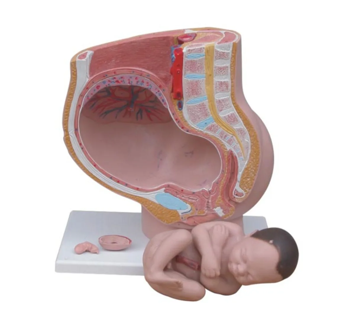 

Pelvis with Fetus model, Sagittal Anatomy of Female Pelvis,Median Section of Female Pelvis Model, Pelvis Anatomy