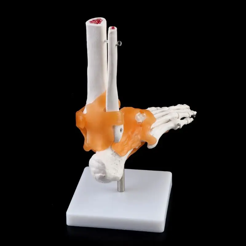 1: 1 Human Skeleton Human Model Joint Medical Anatomy Ankle Ligament Anatomically Teaching Resource Tool