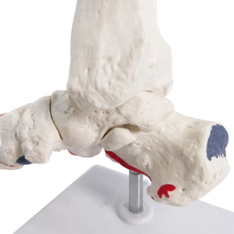 1:1 Human Foot Joint Skeleton Anatomy Model Medical Science Teaching Resources Dropshipping