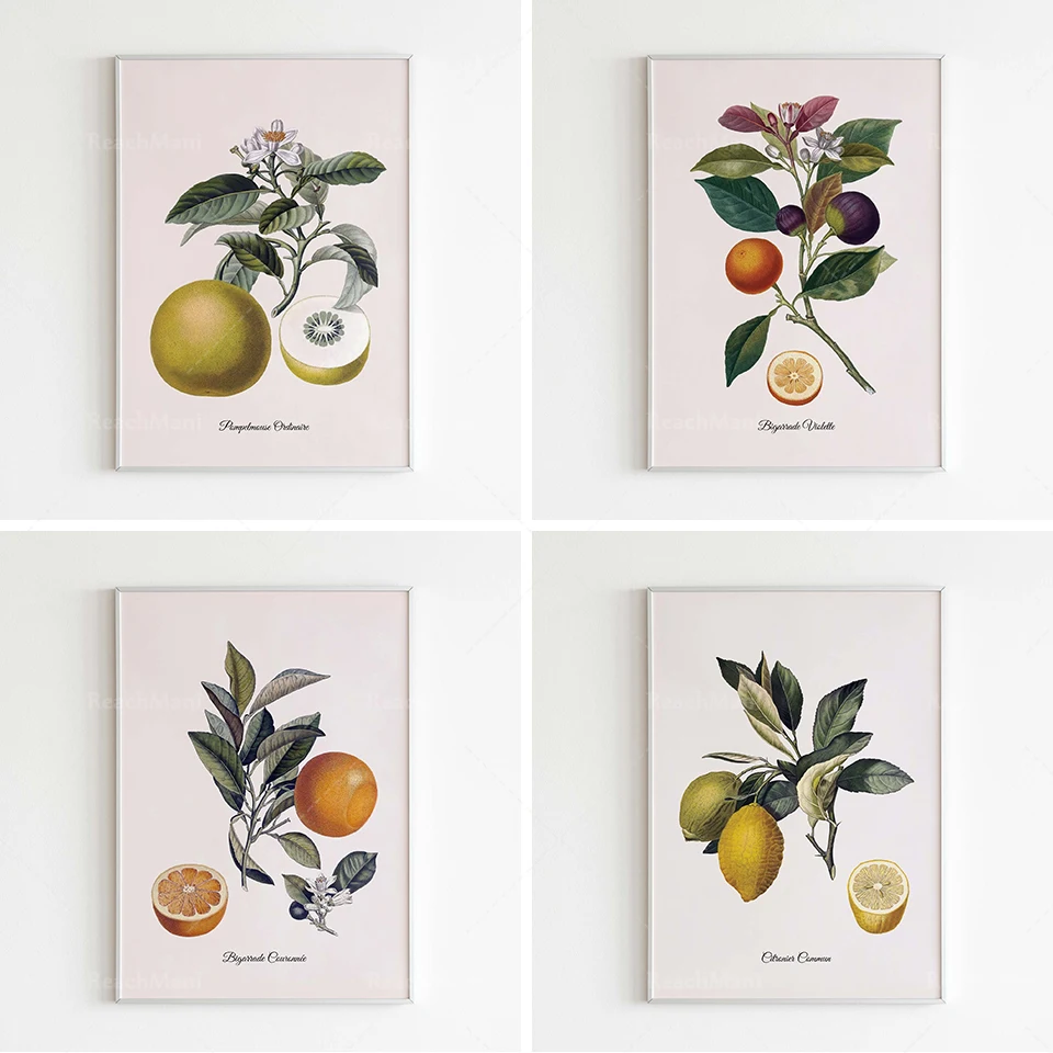 Vintage fruit illustration, Pierre Antoine Poiteau, kitchen plant poster art print