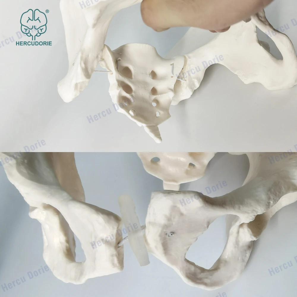 Modelo científico de pelvis femenina, móvil, enlace de cordón elástico, pelvis de tamaño real, características de Anatomía Humana, cadera, sacro y